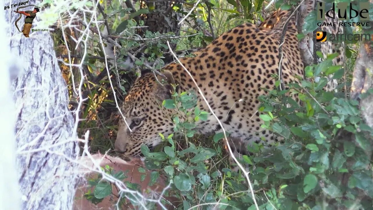 Leopard With Food In The Bush