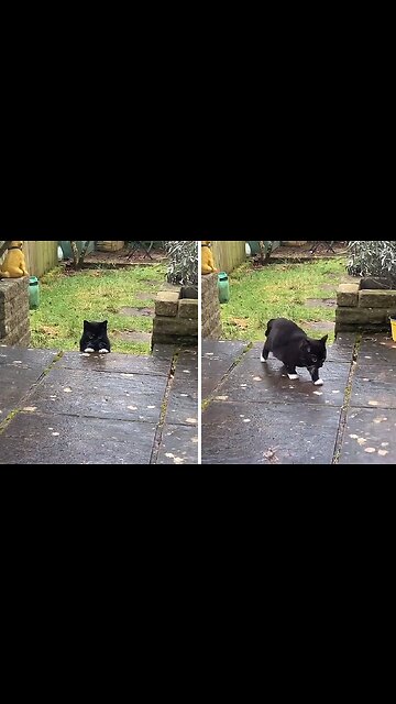 Cat Adorably Finds A Way To Climb Ledge