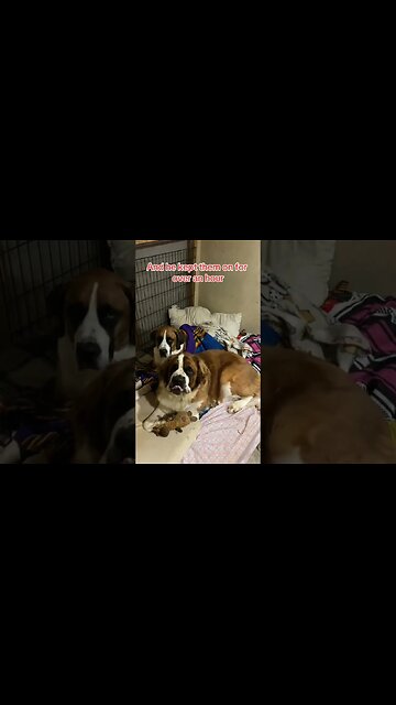 Clyde gets so cold and Norman likes to help. #dog #brothers #cold