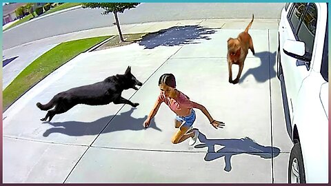 Animal Heroes That Saved People's Lives