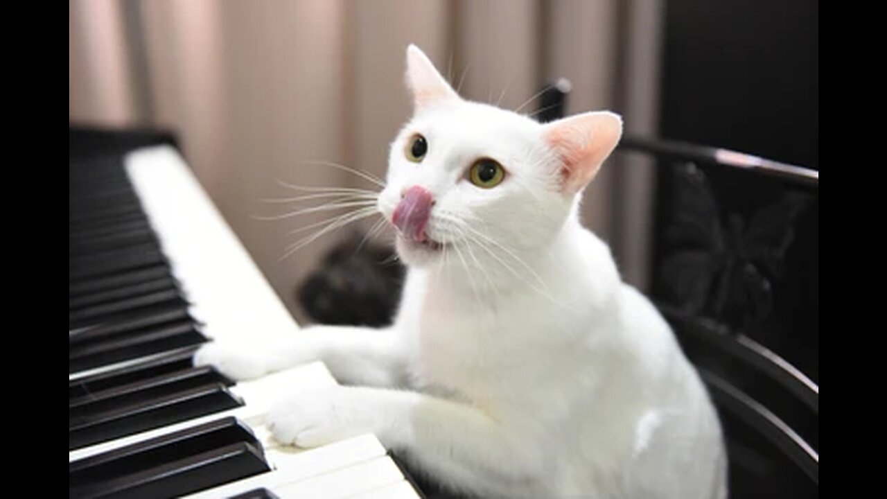 Cat playing piano