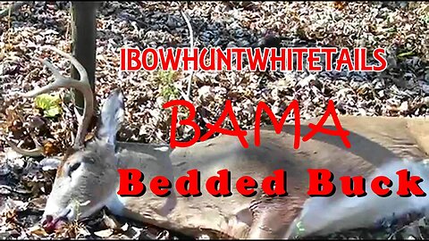 10. Bama Buck Bedded (Alabama)