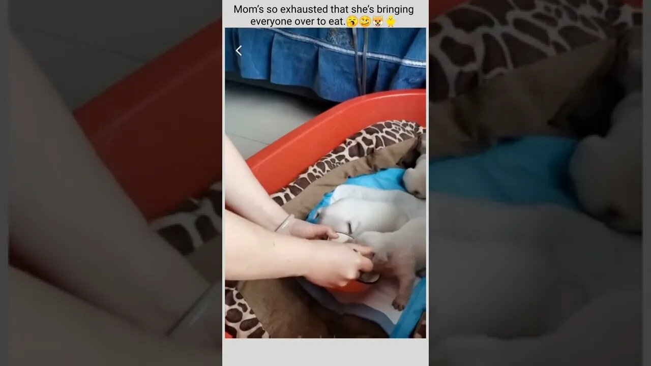 Mom’s so exhausted that she’s bringing everyone over to eat.🥱🥴🐶🐥