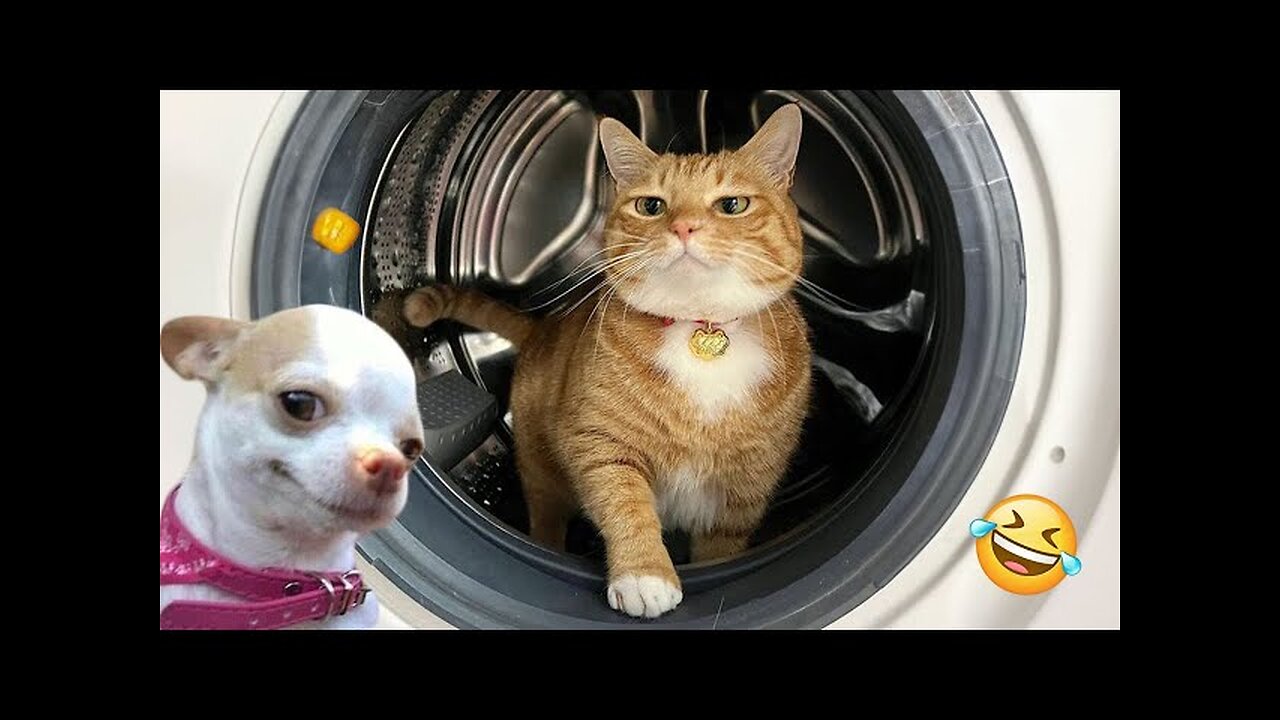 Fun with the Non-Stop Funniest Cat and Dog Video Funny animal video #shorts #short #viral