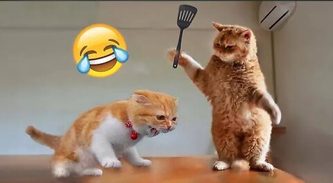 Funniest_Cats_and_Dogs 🐕🐈_Animal