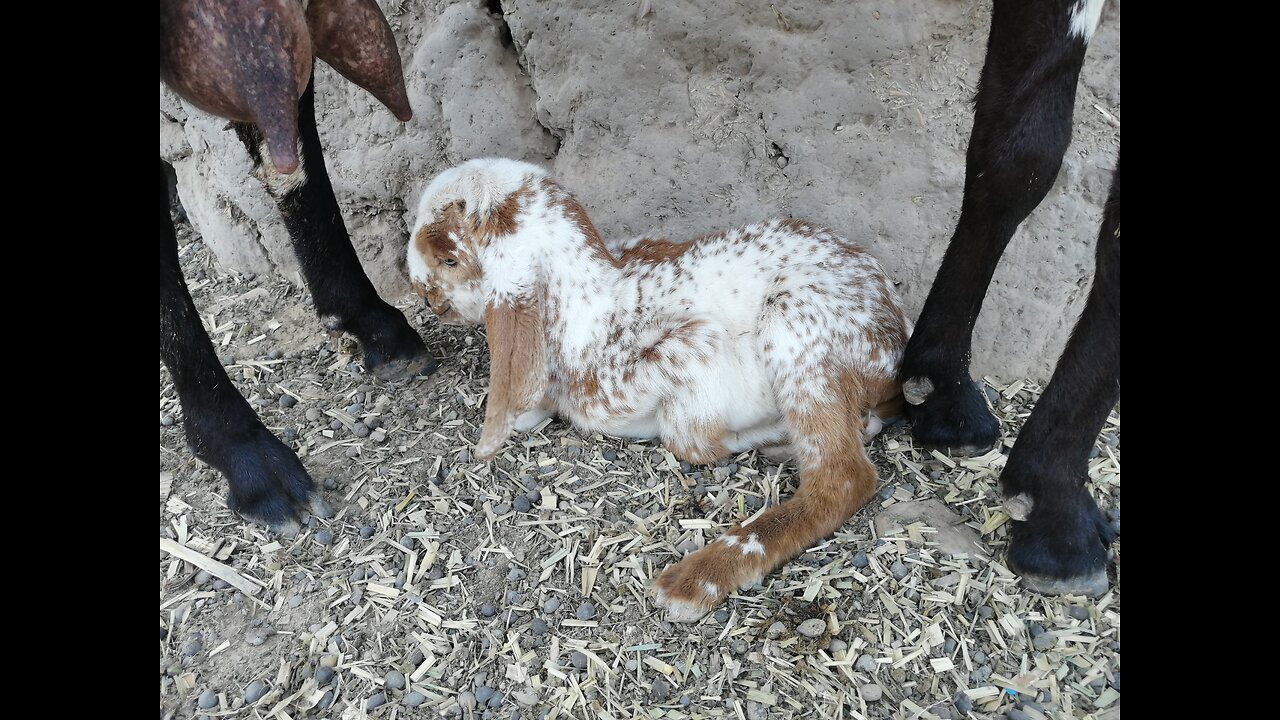 Learn how to make goats faram