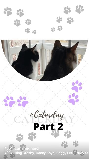 3 Fuzzy Solos- part 2 snow arrived