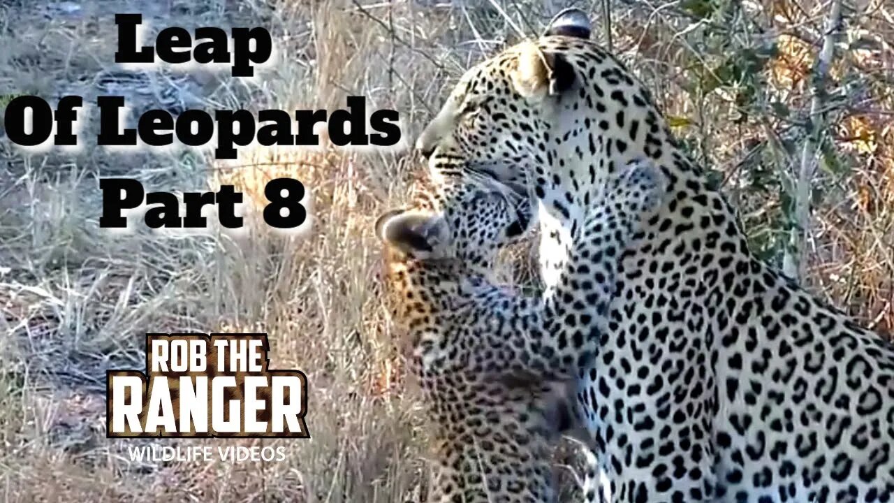 Leap Of Leopards: Mother And Cubs (8): Mother And Cub Interactions
