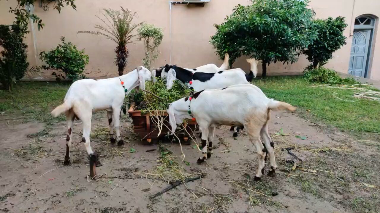 Taking care of our goats