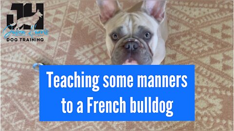 French bulldog learning manners #dogobedience #dogbehaviouraltraining