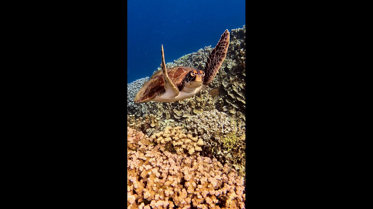 Green sea turtle