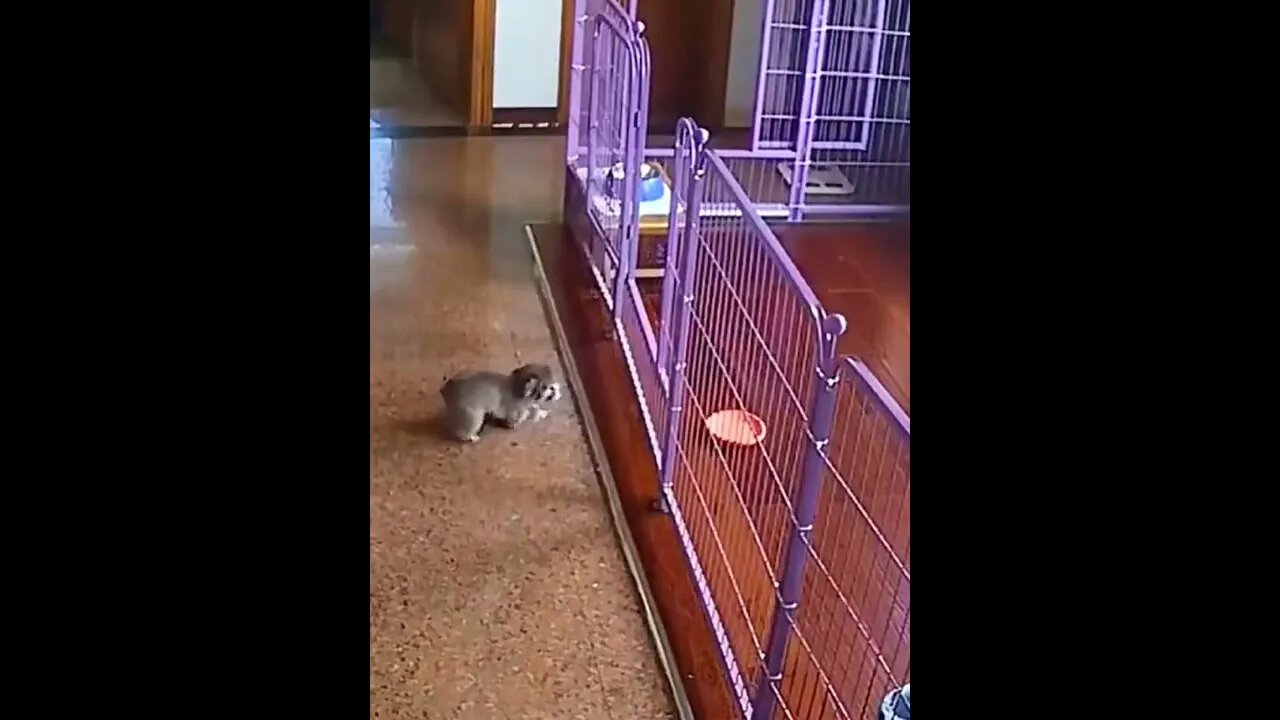 Mission I'm pawssible..🐕🐾🥏🤯😅 #shorts