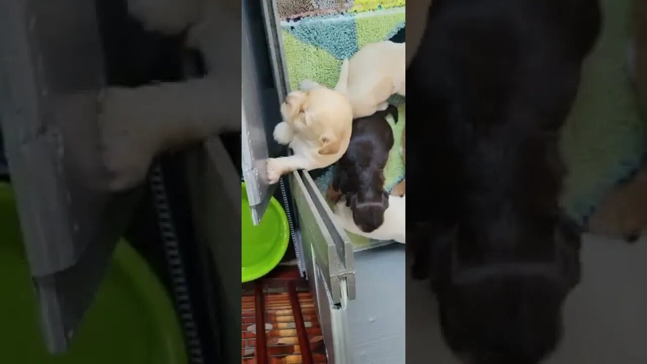 Puppies Being Puppies