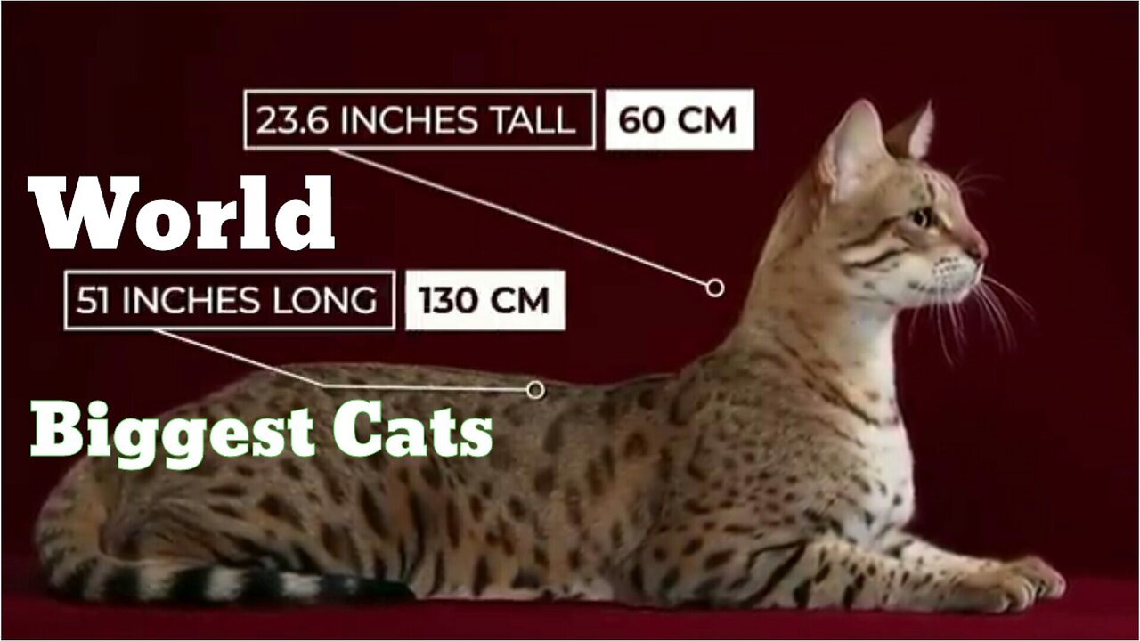 World Biggest Cats ||Beautiful cats