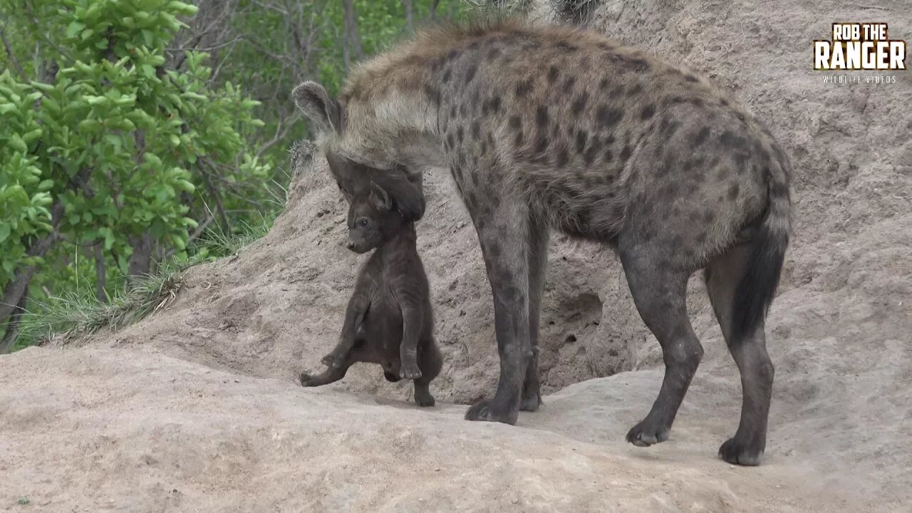 Watching Hyenas Again! Part 12