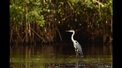 Economics of Nature: Mapping Liberia’s Ecosystems to Understand Their Value