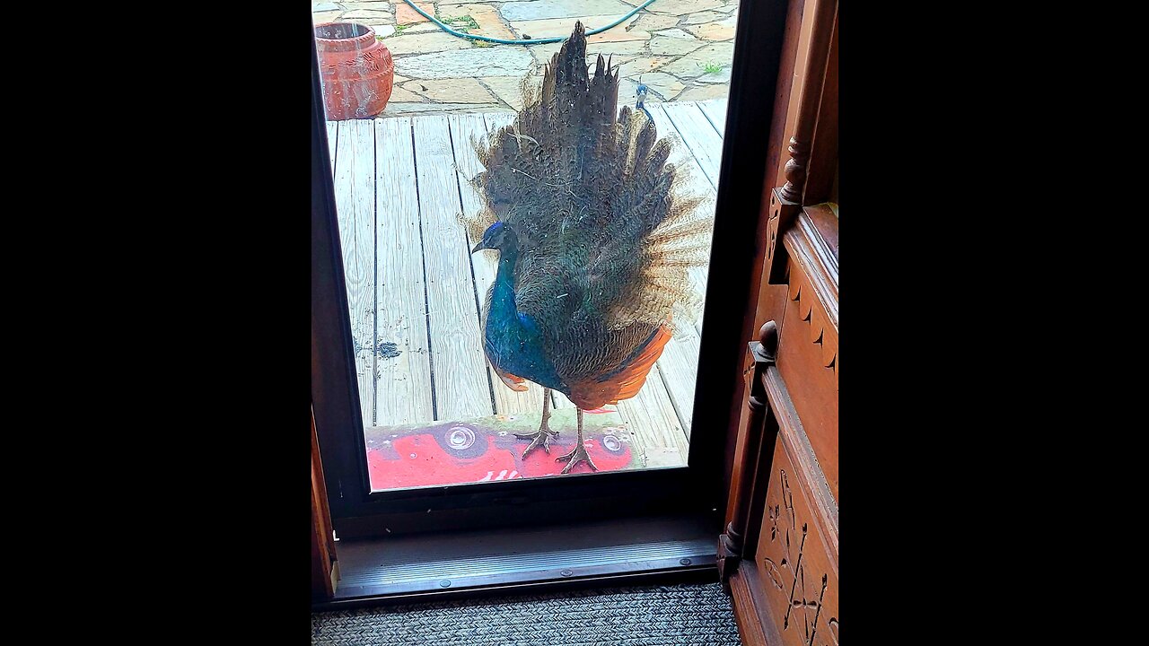 Young Peacocks 🦚 strutting their stuff :)