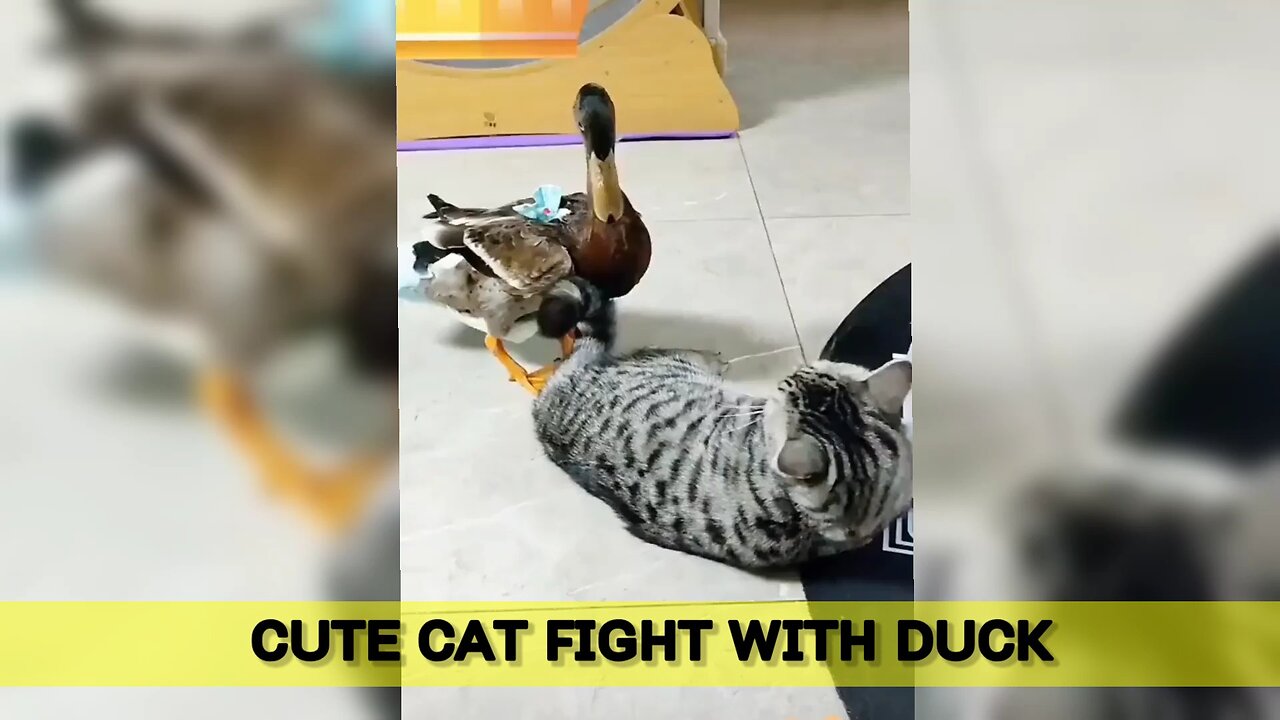 Cute Cat Fight With Duck