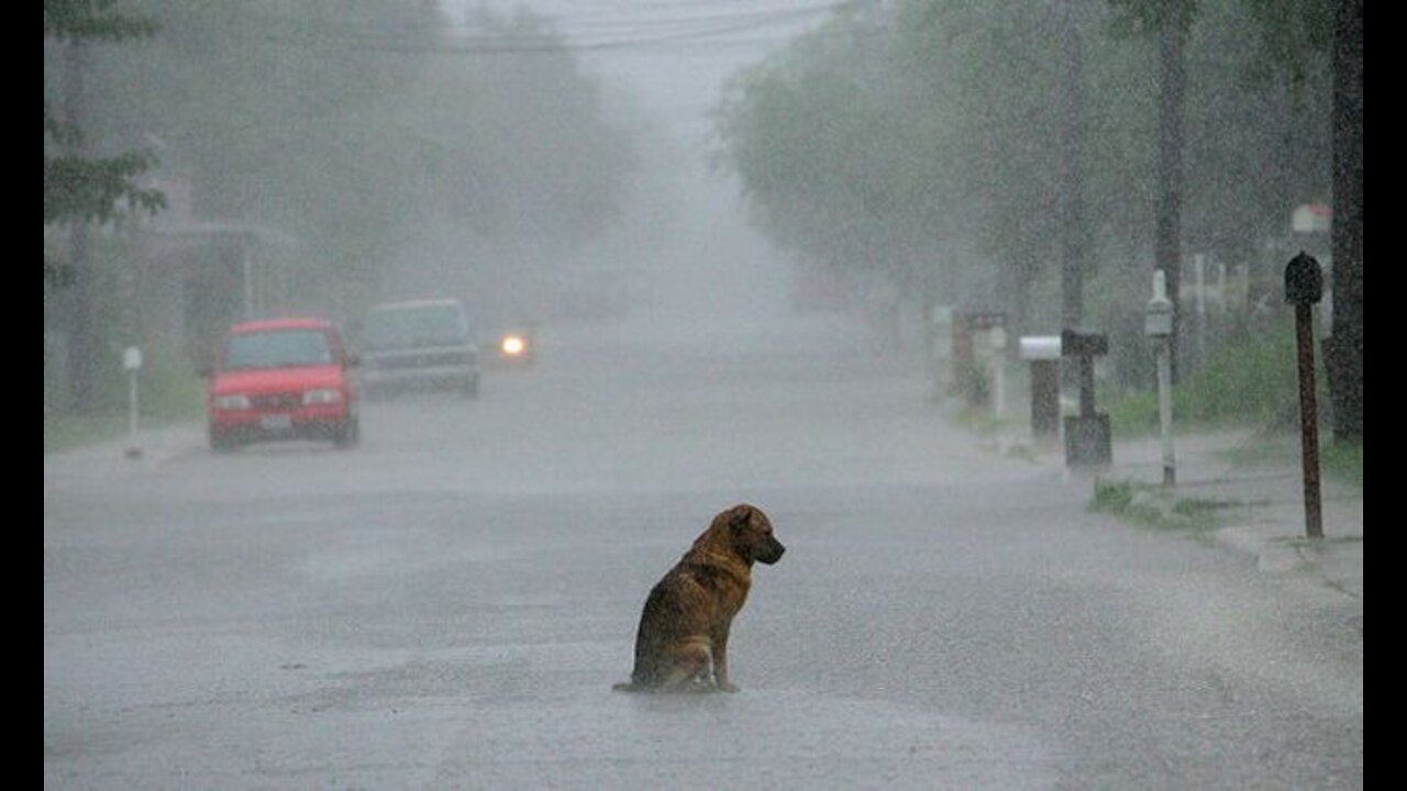 A dog in the rain