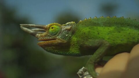 Close Up of Chameleon