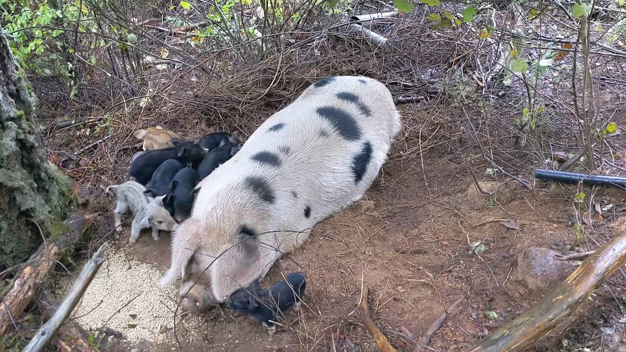 Bacon's Farrowing Nest