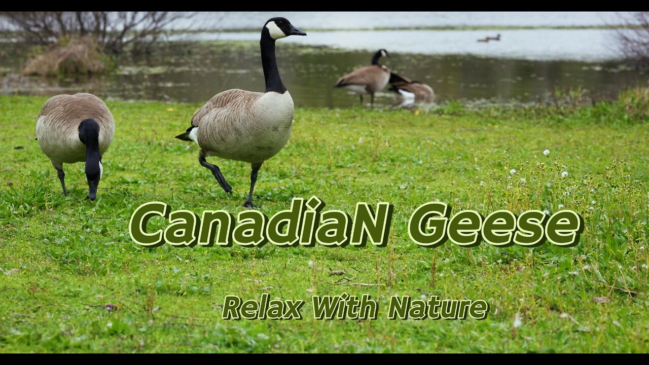 Relax with Canadian Geese on Lake. Peaceful