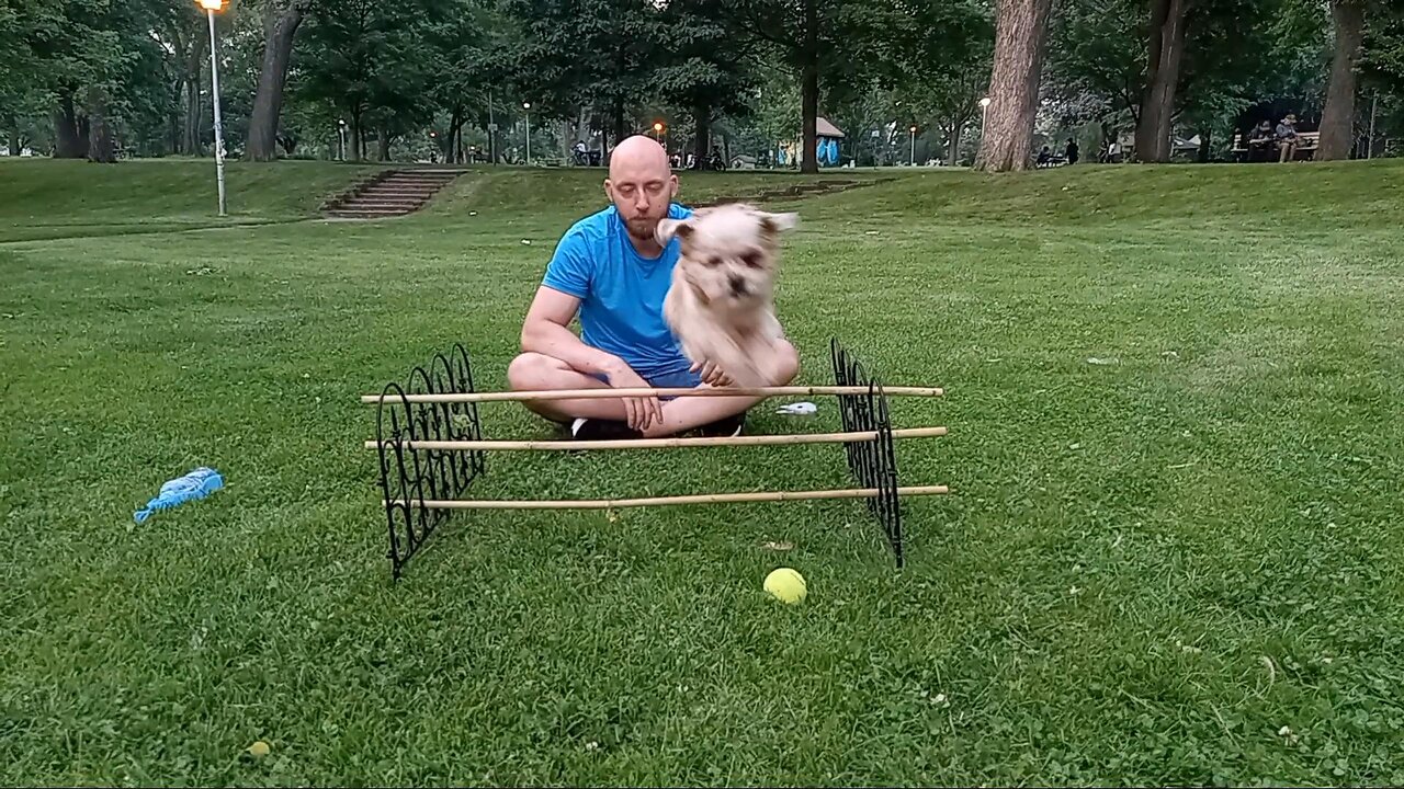 3 Mins of Dog Jumping Over Sticks