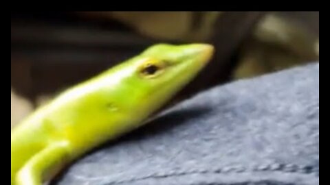 Lizard Climbs On Owner's Shoulder Every Morning