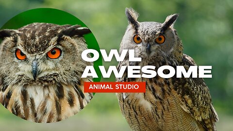 Owl Are Awesome