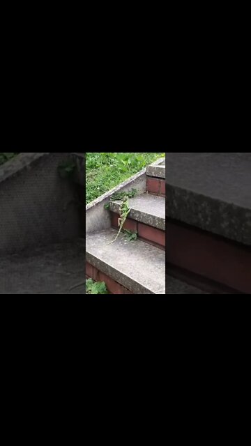 o lagarto do Michael Jackson 🤣🤣🤣