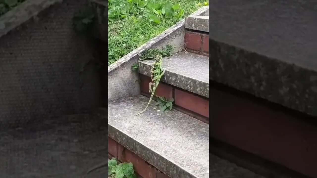 o lagarto do Michael Jackson 🤣🤣🤣