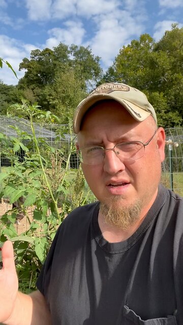 Sorghum from Chicken Feed Grew 🐓 #ChamberlinFamilyFarms #sorghum #chicken #feed