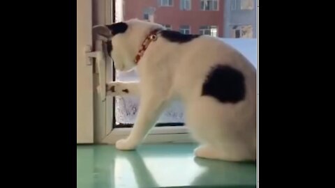 Funny Cat Opens Window and Goes Out #shorts