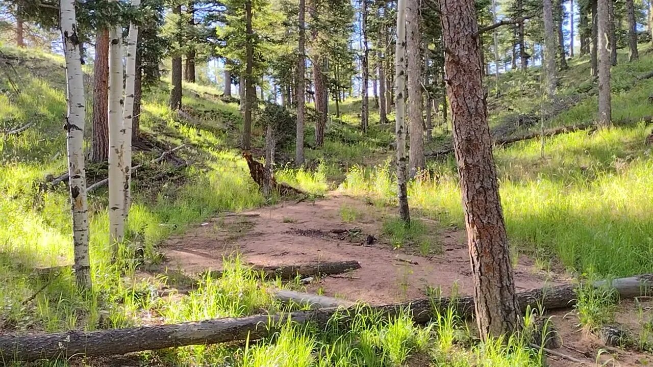 Aspen Forest