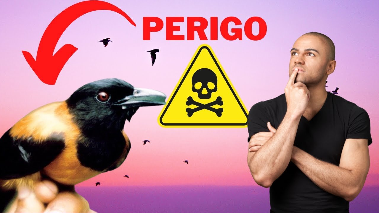CONHEÇA O PASSARO VENENOSO que pode SER FATAL - Pitohui Dichrous