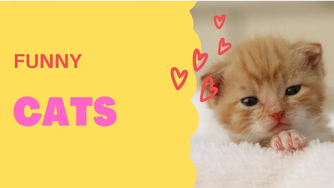 Funny Cats - The Best
