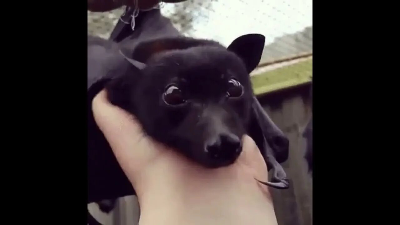 April 17th is Bat Appreciation Day
