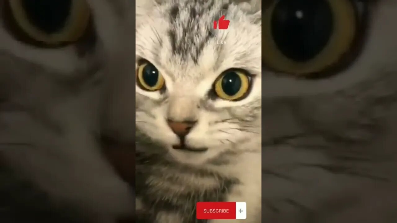 Funniest Cats | Cute Cats
