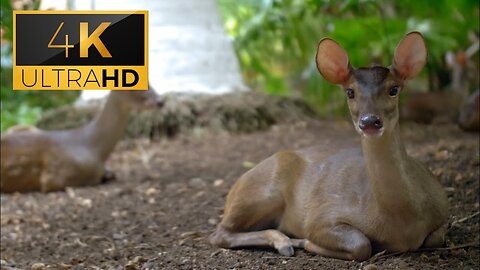 Brown Brocket 4k video