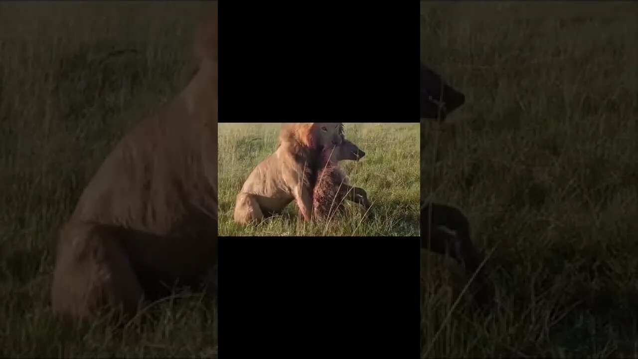 أسد افترس ضبع