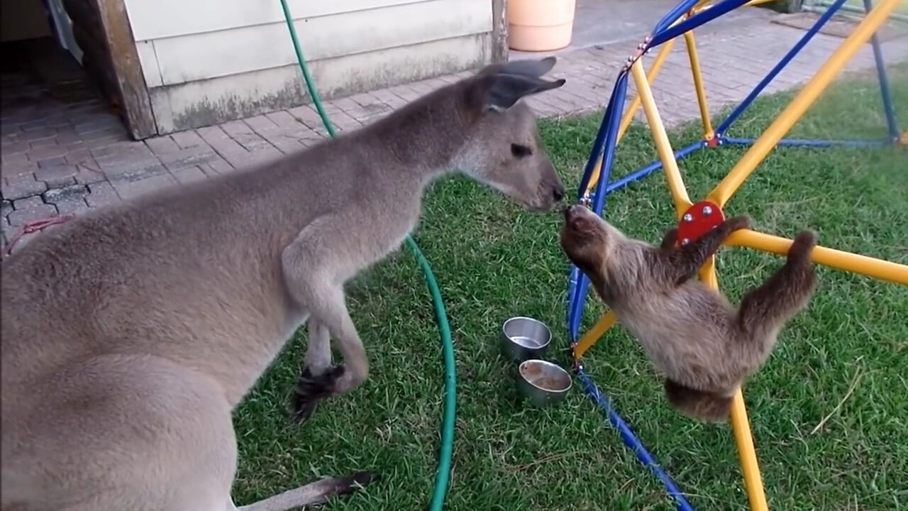 Baby Sloths Being Sloths - FUNNIEST Compilation