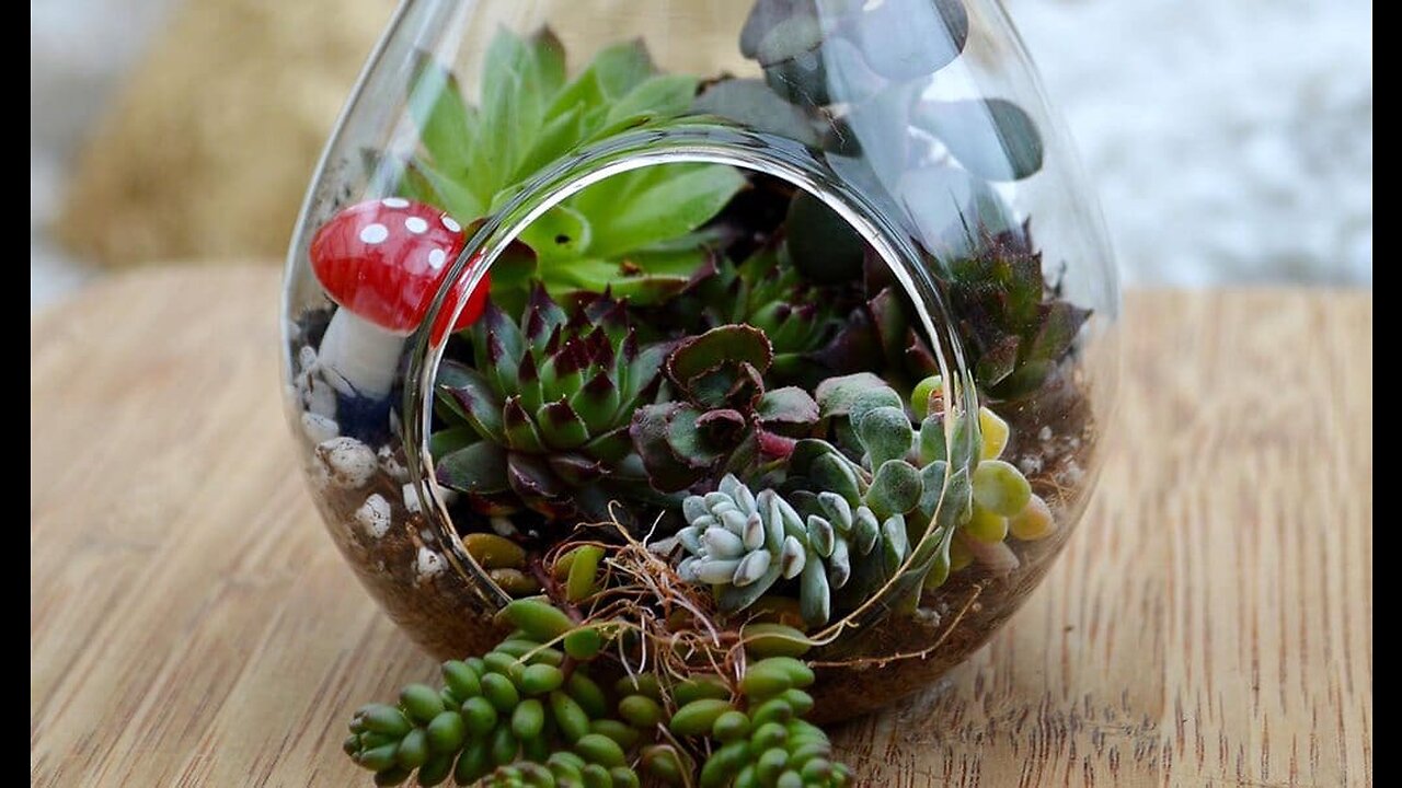 Making a Succulent Terrarium