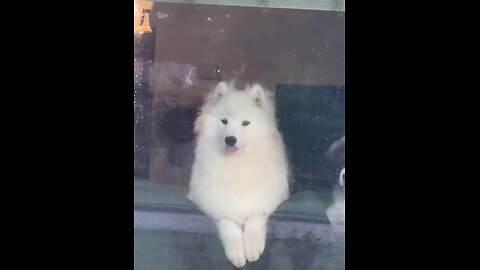 When your dog is more playful than usual