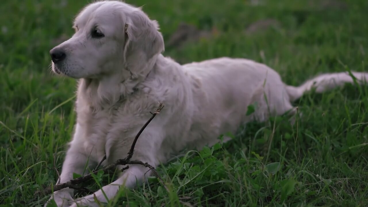 Dog sitting in a green grass garden & hi is wood eat