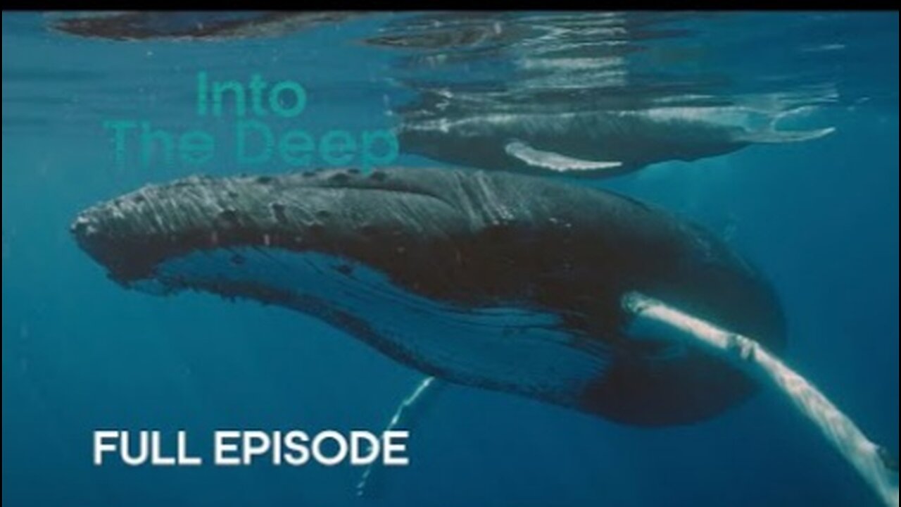 Are Humpback Whales the Pop Stars of the Ocean