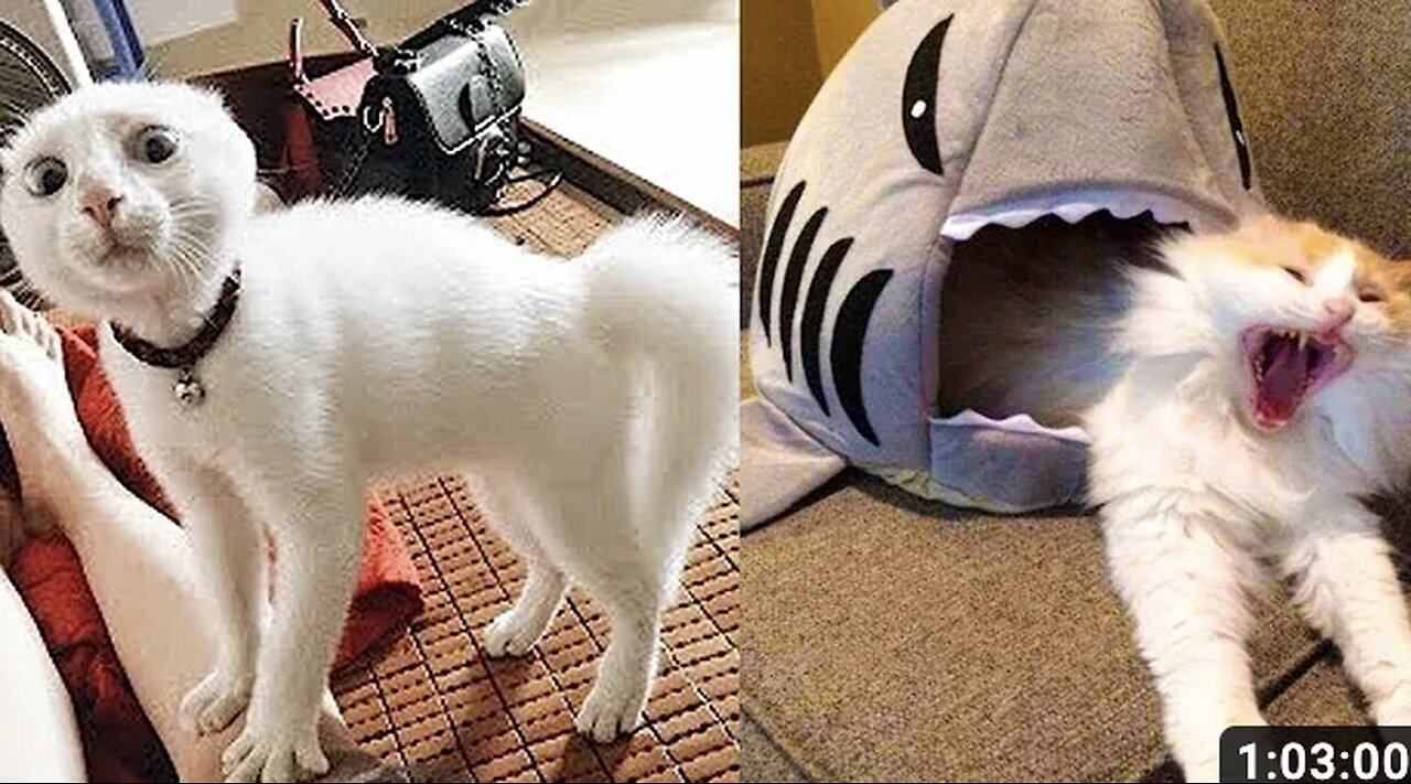 Funniest Cats and Dogs Videos of 2023 compilation