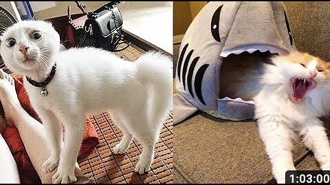 Funniest Cats and Dogs Videos of 2023 compilation