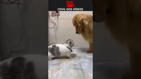 gato baixinho folgado 😂😂😂