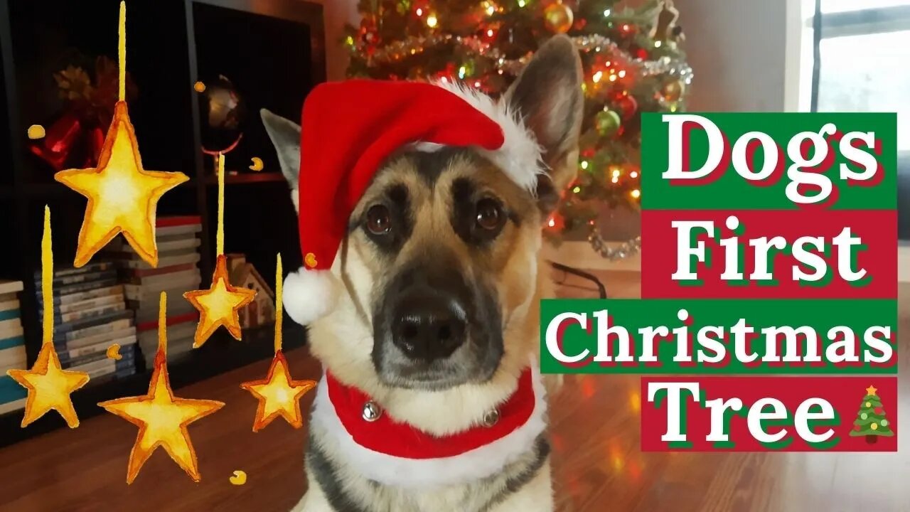 Gerberian Shepsky First Christmas Tree🎄 | She Destroys A Squirrel Ornament & Hates Snowmen 🥶