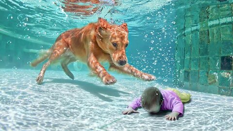 Disciplined Dog Plays Feeding Game With Baby Friend